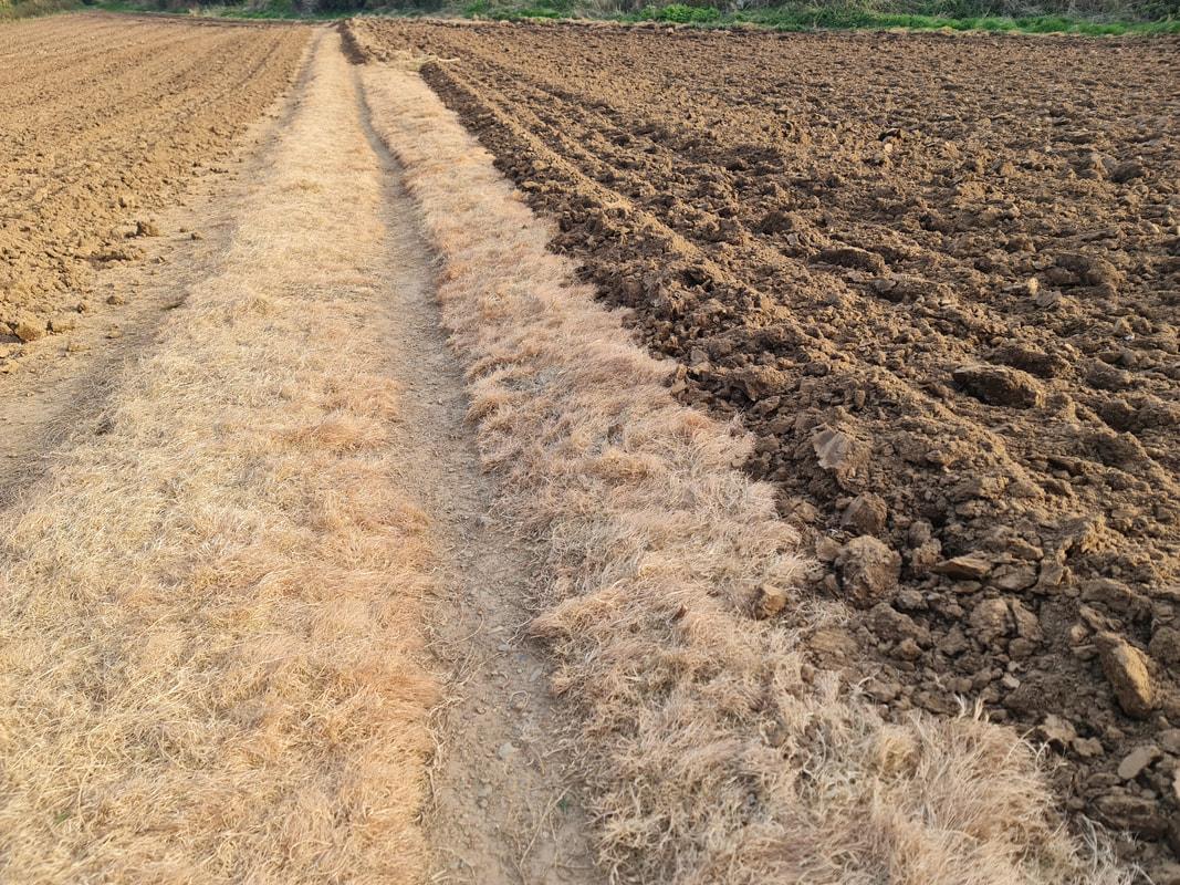 Sprayed field, plowed in