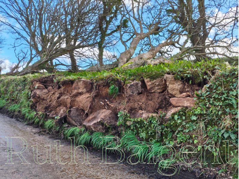 A Cornish hedge torn open by Storm Goretti